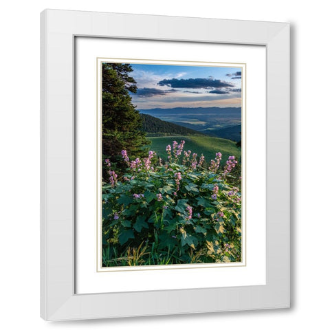 USA-Idaho-Mountain Globemallow and view of Teton Valley White Modern Wood Framed Art Print with Double Matting by Garber, Howie