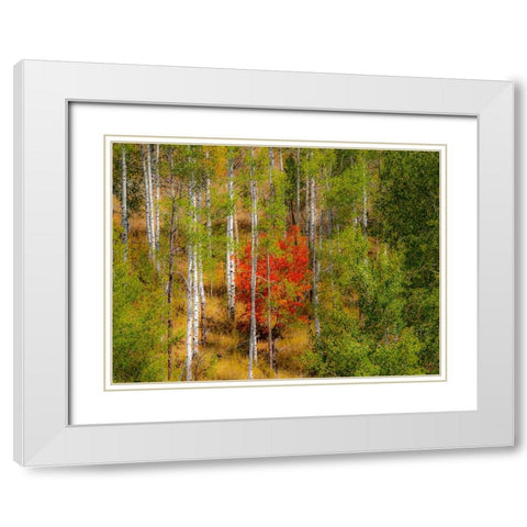USA-Idaho-Highway 36 west of Liberty and hillsides covered with Canyon Maple and Aspens in autumn White Modern Wood Framed Art Print with Double Matting by Gulin, Sylvia