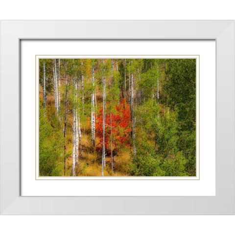 USA-Idaho-Highway 36 west of Liberty and hillsides covered with Canyon Maple and Aspens in autumn White Modern Wood Framed Art Print with Double Matting by Gulin, Sylvia