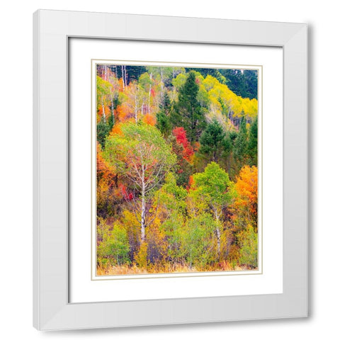 USA-Idaho-Highway 36 west of Liberty and hillsides covered with Canyon Maple and Aspens in autumn White Modern Wood Framed Art Print with Double Matting by Gulin, Sylvia