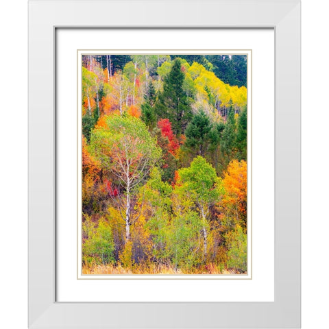 USA-Idaho-Highway 36 west of Liberty and hillsides covered with Canyon Maple and Aspens in autumn White Modern Wood Framed Art Print with Double Matting by Gulin, Sylvia