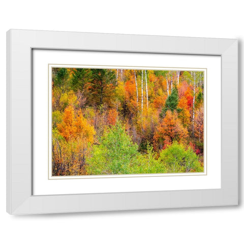 USA-Idaho-Highway 36 west of Liberty and hillsides covered with Canyon Maple and Aspens in autumn White Modern Wood Framed Art Print with Double Matting by Gulin, Sylvia