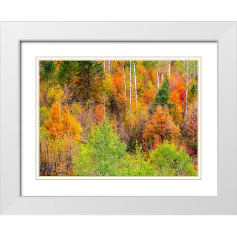 USA-Idaho-Highway 36 west of Liberty and hillsides covered with Canyon Maple and Aspens in autumn White Modern Wood Framed Art Print with Double Matting by Gulin, Sylvia
