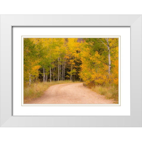 USA-Idaho-Highway 36 west of Liberty dirt road and Aspens in autumn White Modern Wood Framed Art Print with Double Matting by Gulin, Sylvia