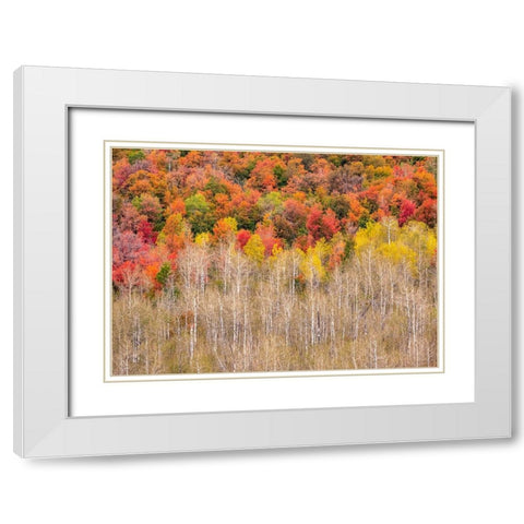 USA-Idaho-Highway 36 west of Liberty and hillsides covered with Canyon Maple and Aspens in autumn White Modern Wood Framed Art Print with Double Matting by Gulin, Sylvia
