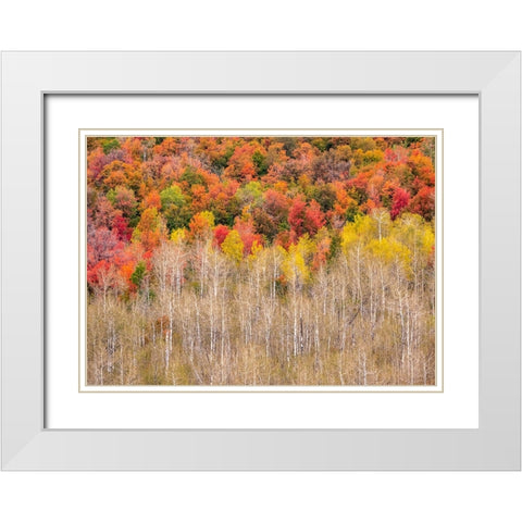 USA-Idaho-Highway 36 west of Liberty and hillsides covered with Canyon Maple and Aspens in autumn White Modern Wood Framed Art Print with Double Matting by Gulin, Sylvia
