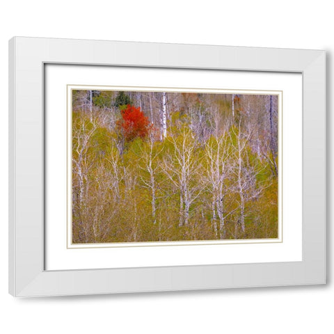 USA-Idaho-Highway 36 west of Liberty and hillsides covered with Canyon Maple and Aspens in autumn White Modern Wood Framed Art Print with Double Matting by Gulin, Sylvia