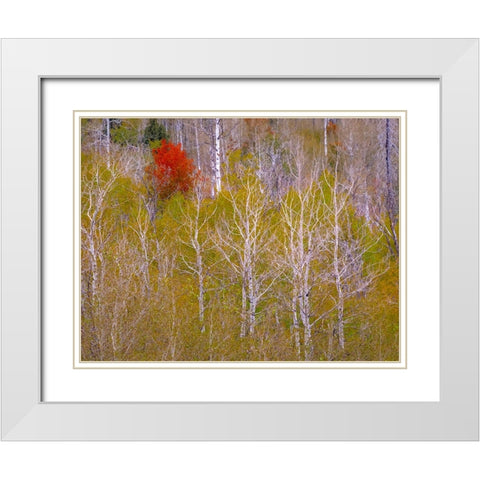 USA-Idaho-Highway 36 west of Liberty and hillsides covered with Canyon Maple and Aspens in autumn White Modern Wood Framed Art Print with Double Matting by Gulin, Sylvia