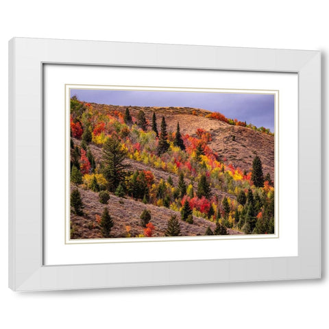 USA-Idaho-St Charles-hillside along dirt road 411 and Fall colored Canyon Maples in Reds White Modern Wood Framed Art Print with Double Matting by Gulin, Sylvia