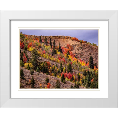 USA-Idaho-St Charles-hillside along dirt road 411 and Fall colored Canyon Maples in Reds White Modern Wood Framed Art Print with Double Matting by Gulin, Sylvia
