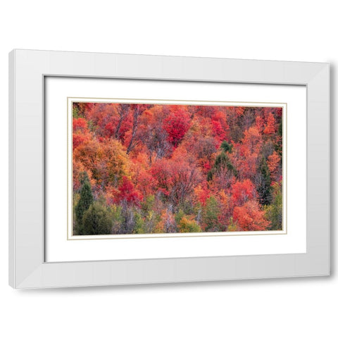 USA-Idaho-St Charles-hillside along dirt road 411 and Fall colored Canyon Maples in Reds White Modern Wood Framed Art Print with Double Matting by Gulin, Sylvia