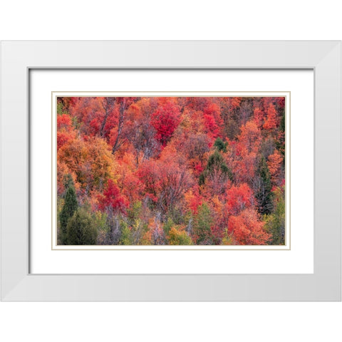 USA-Idaho-St Charles-hillside along dirt road 411 and Fall colored Canyon Maples in Reds White Modern Wood Framed Art Print with Double Matting by Gulin, Sylvia