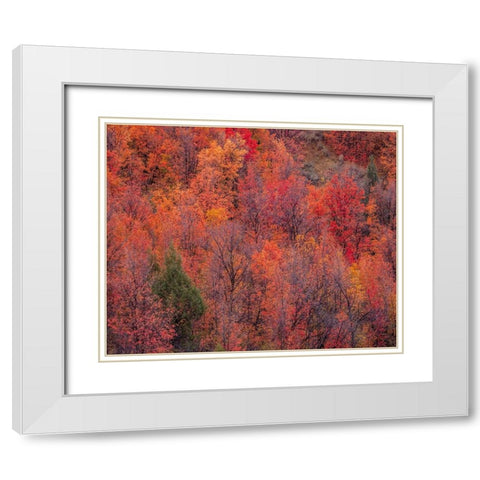 USA-Idaho-St Charles-hillside along dirt road 411 and Fall colored Canyon Maples in Reds White Modern Wood Framed Art Print with Double Matting by Gulin, Sylvia