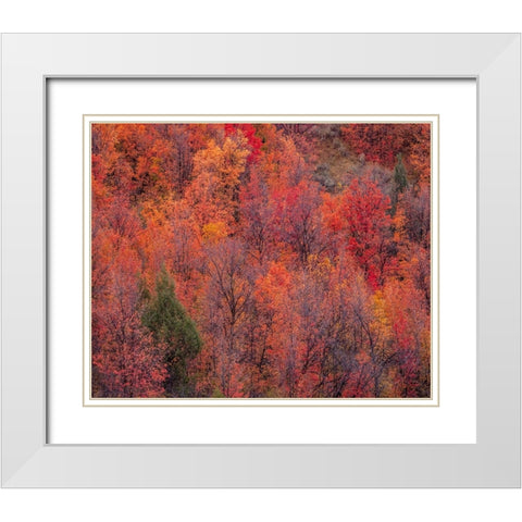 USA-Idaho-St Charles-hillside along dirt road 411 and Fall colored Canyon Maples in Reds White Modern Wood Framed Art Print with Double Matting by Gulin, Sylvia