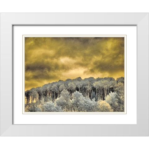 USA-Idaho-Aspens a with clouds White Modern Wood Framed Art Print with Double Matting by Eggers, Terry