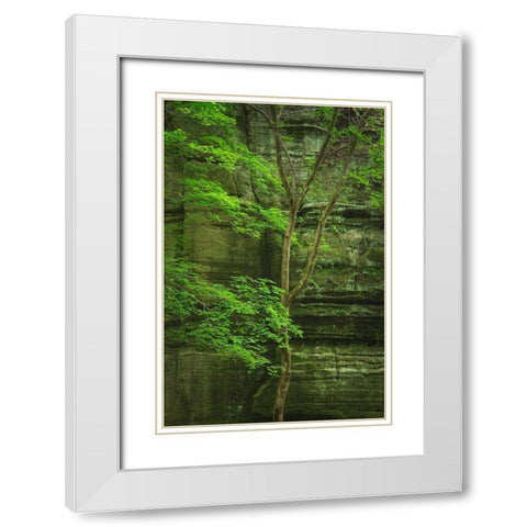 Kaskaskia Canyon-Starved Rock State Park-LaSalle County-Illinois White Modern Wood Framed Art Print with Double Matting by Majchrowicz, Alan