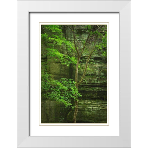 Kaskaskia Canyon-Starved Rock State Park-LaSalle County-Illinois White Modern Wood Framed Art Print with Double Matting by Majchrowicz, Alan