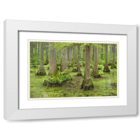Cypress trees in Heron Pond-Cache River State Natural Area-Illinois White Modern Wood Framed Art Print with Double Matting by Majchrowicz, Alan