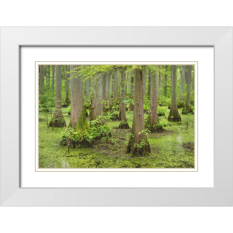 Cypress trees in Heron Pond-Cache River State Natural Area-Illinois White Modern Wood Framed Art Print with Double Matting by Majchrowicz, Alan