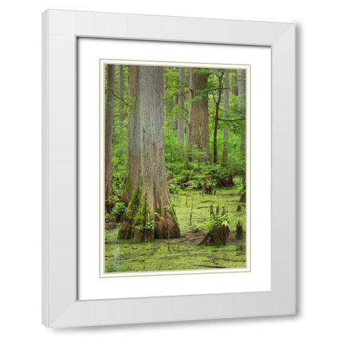Cypress trees in Heron Pond-Cache River State Natural Area-Illinois White Modern Wood Framed Art Print with Double Matting by Majchrowicz, Alan