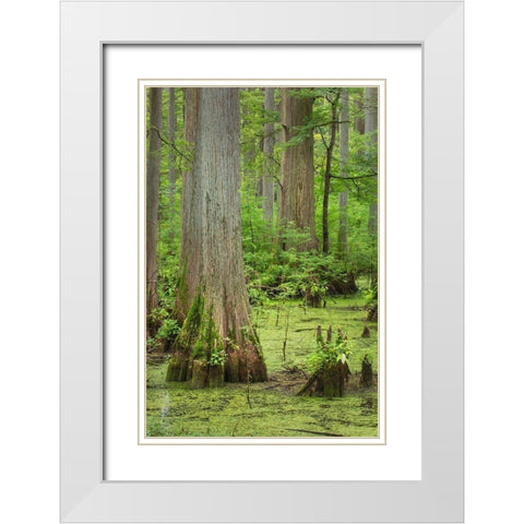 Cypress trees in Heron Pond-Cache River State Natural Area-Illinois White Modern Wood Framed Art Print with Double Matting by Majchrowicz, Alan