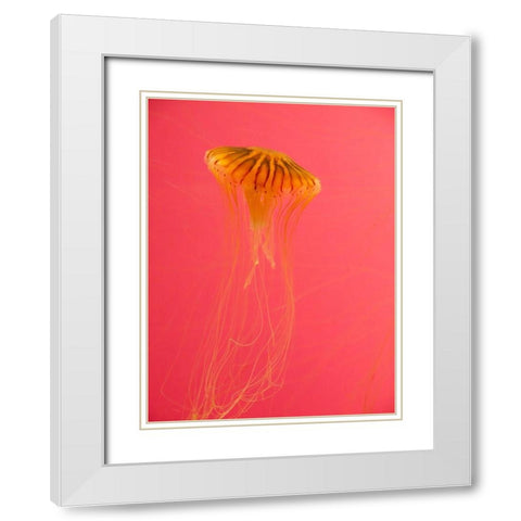 Jellyfish-Shedd Aquarium-Chicago-Illinois-USA White Modern Wood Framed Art Print with Double Matting by Miller, Anna