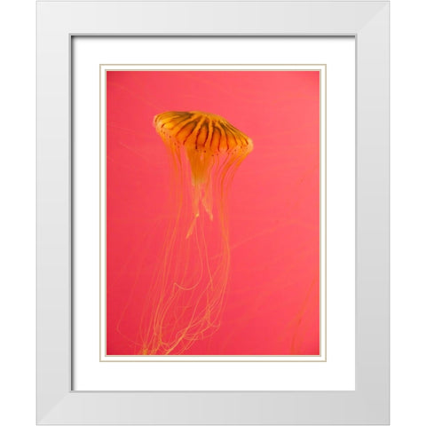 Jellyfish-Shedd Aquarium-Chicago-Illinois-USA White Modern Wood Framed Art Print with Double Matting by Miller, Anna