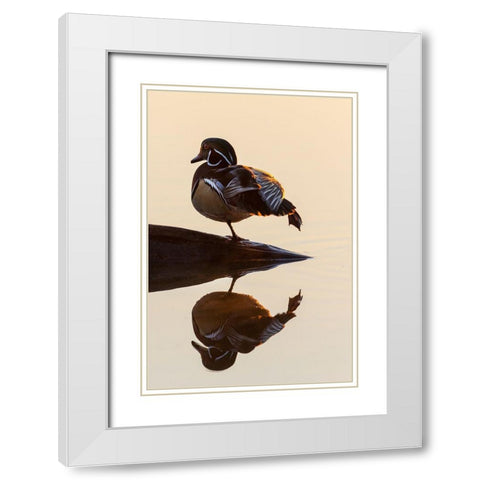 Wood Duck (Aix sponsa) male on log stretching in wetland at sunrise-Marion County-Illinois White Modern Wood Framed Art Print with Double Matting by Day, Richard and Susan