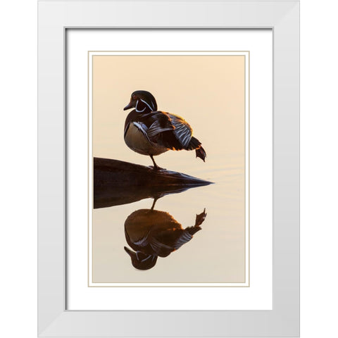 Wood Duck (Aix sponsa) male on log stretching in wetland at sunrise-Marion County-Illinois White Modern Wood Framed Art Print with Double Matting by Day, Richard and Susan