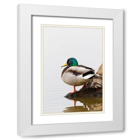 Mallard (Anas platyrhynchos) male on log in wetland-Marion County-Illinois White Modern Wood Framed Art Print with Double Matting by Day, Richard and Susan