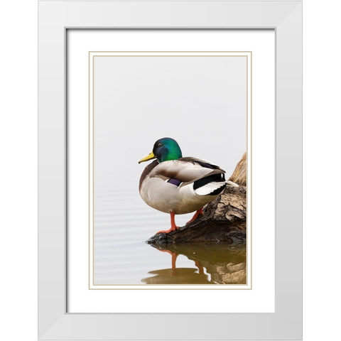 Mallard (Anas platyrhynchos) male on log in wetland-Marion County-Illinois White Modern Wood Framed Art Print with Double Matting by Day, Richard and Susan