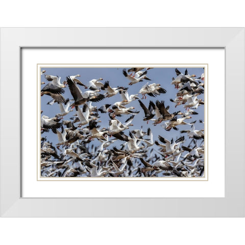 Snow Geese (Anser caerulescens) in flight-Marion County-Illinois White Modern Wood Framed Art Print with Double Matting by Day, Richard and Susan