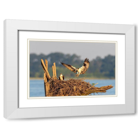 Osprey (Pandion haliaetus) landing at nest Rend Lake Jefferson County-Illinois White Modern Wood Framed Art Print with Double Matting by Day, Richard and Susan