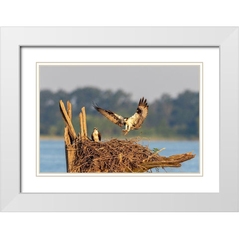Osprey (Pandion haliaetus) landing at nest Rend Lake Jefferson County-Illinois White Modern Wood Framed Art Print with Double Matting by Day, Richard and Susan