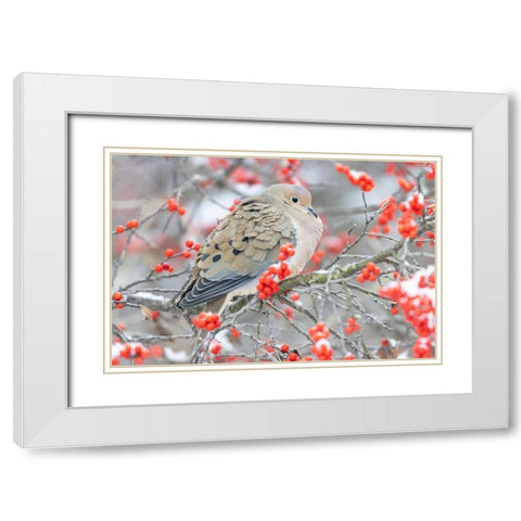 Mourning Dove (Zenaida macroura) in Winterberry bush-Marion County-Illinois White Modern Wood Framed Art Print with Double Matting by Day, Richard and Susan