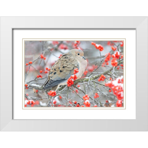 Mourning Dove (Zenaida macroura) in Winterberry bush-Marion County-Illinois White Modern Wood Framed Art Print with Double Matting by Day, Richard and Susan