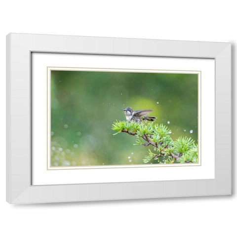 Ruby-throated Hummingbird bathing in sprinkler-Marion County-Illinois White Modern Wood Framed Art Print with Double Matting by Day, Richard and Susan