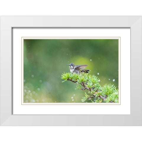 Ruby-throated Hummingbird bathing in sprinkler-Marion County-Illinois White Modern Wood Framed Art Print with Double Matting by Day, Richard and Susan