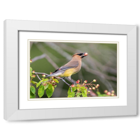 Cedar Waxwing eating berry in Serviceberry Bush (Amelanchier canadensis)-Marion County-Illinois White Modern Wood Framed Art Print with Double Matting by Day, Richard and Susan