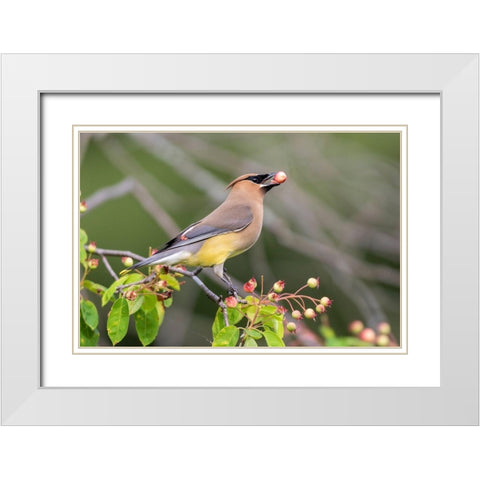 Cedar Waxwing eating berry in Serviceberry Bush (Amelanchier canadensis)-Marion County-Illinois White Modern Wood Framed Art Print with Double Matting by Day, Richard and Susan