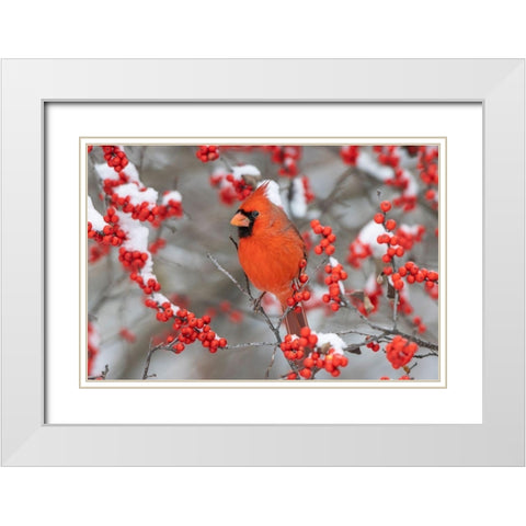 Northern Cardinal male in Winterberry bush in winter-Marion County-Illinois White Modern Wood Framed Art Print with Double Matting by Day, Richard and Susan