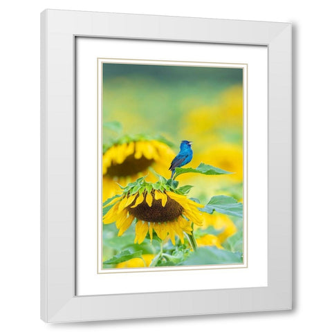 Indigo Bunting male singing on Sunflower Sam Parr State Park Jasper County-Illinois White Modern Wood Framed Art Print with Double Matting by Day, Richard and Susan