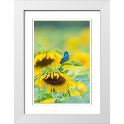 Indigo Bunting male singing on Sunflower Sam Parr State Park Jasper County-Illinois White Modern Wood Framed Art Print with Double Matting by Day, Richard and Susan
