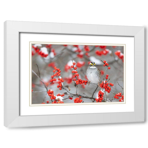 White-throated Sparrow in Winterberry bush in winter-Marion County-Illinois White Modern Wood Framed Art Print with Double Matting by Day, Richard and Susan
