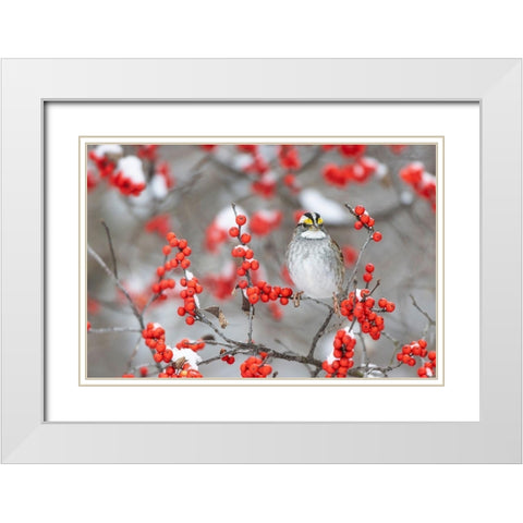 White-throated Sparrow in Winterberry bush in winter-Marion County-Illinois White Modern Wood Framed Art Print with Double Matting by Day, Richard and Susan