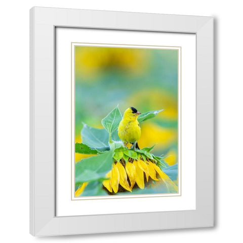 American Goldfinch male on Sunflower Sam Parr St Pk Jasper County-Illinois White Modern Wood Framed Art Print with Double Matting by Day, Richard and Susan