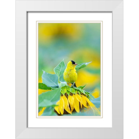 American Goldfinch male on Sunflower Sam Parr St Pk Jasper County-Illinois White Modern Wood Framed Art Print with Double Matting by Day, Richard and Susan