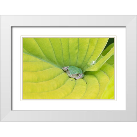 Gray Treefrog (Hyla versicolor) in hosta leaf-Marion County-Illinois White Modern Wood Framed Art Print with Double Matting by Day, Richard and Susan