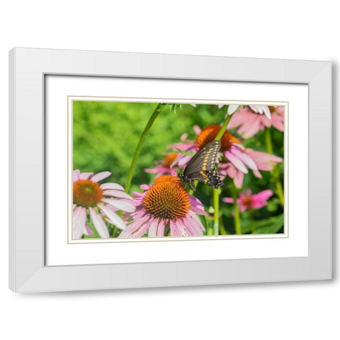 Black Swallowtail male on Purple Coneflower -Marion County-Illinois White Modern Wood Framed Art Print with Double Matting by Day, Richard and Susan