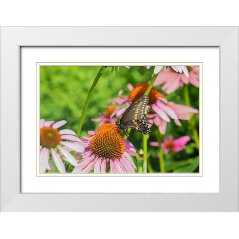 Black Swallowtail male on Purple Coneflower -Marion County-Illinois White Modern Wood Framed Art Print with Double Matting by Day, Richard and Susan
